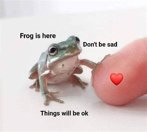 cute frog memes